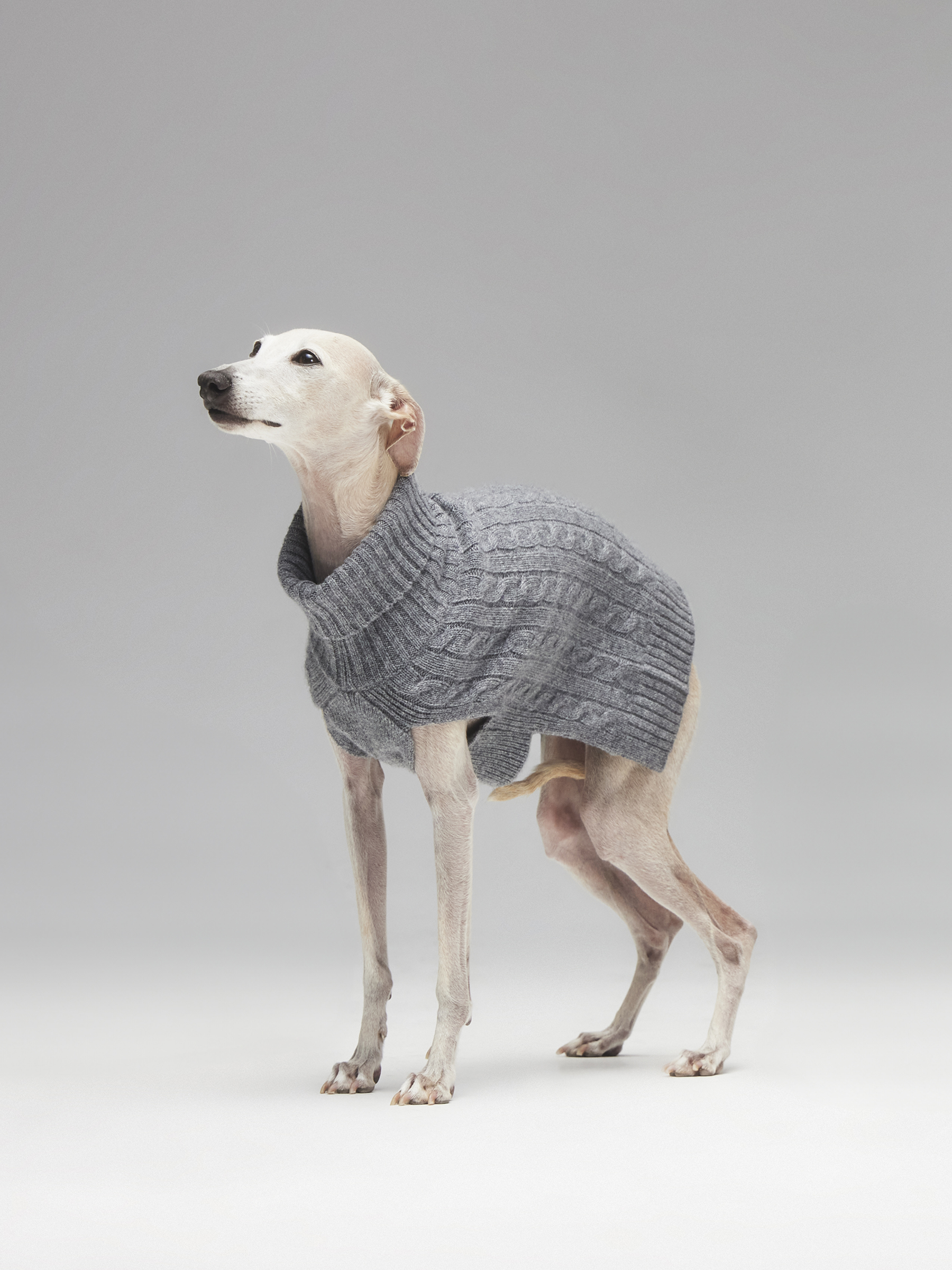 Свитер Pet из кашемира и шерсти